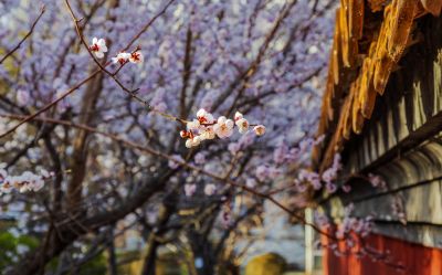 哈尔滨文庙的春天
