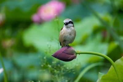 花蕾上的小鸟（二）
