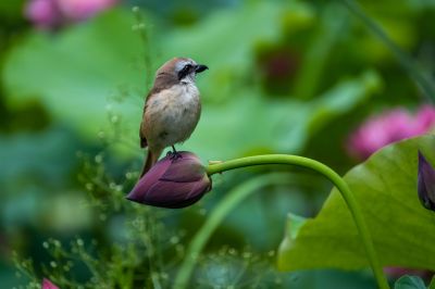 花蕾上的小鸟（二）
