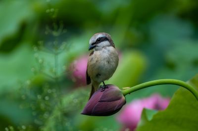 花蕾上的小鸟（二）