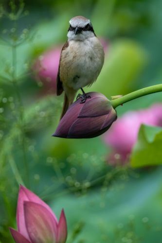 花蕾上的小鸟（二）
