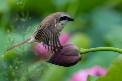 花蕾上的小鸟（二）