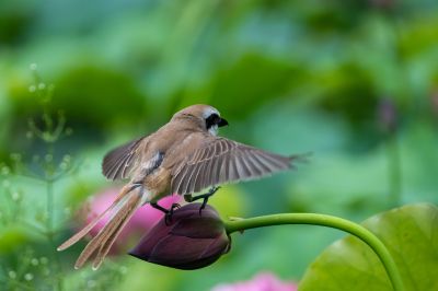 花蕾上的小鸟（二）