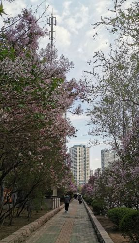 城市街路