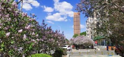 城市街路
