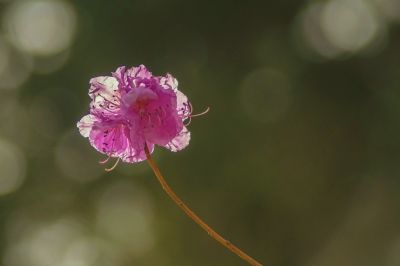 春季