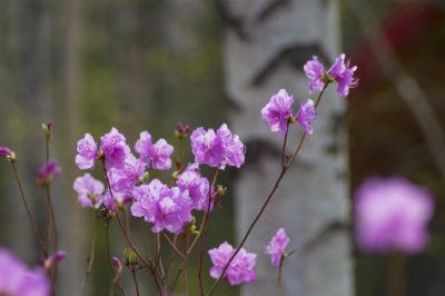 春季