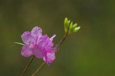 春季