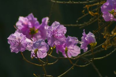 春季