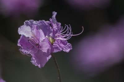 春季