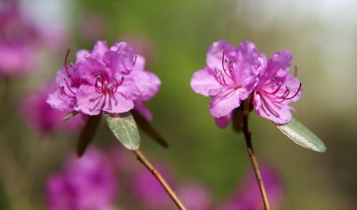 花卉