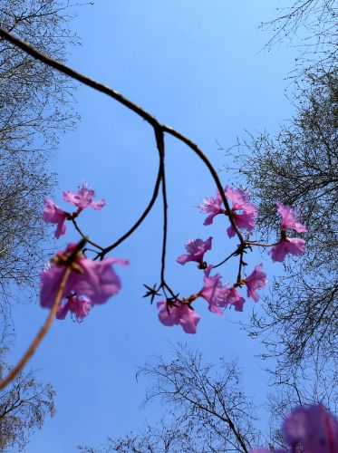 花卉
