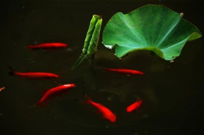 花卉