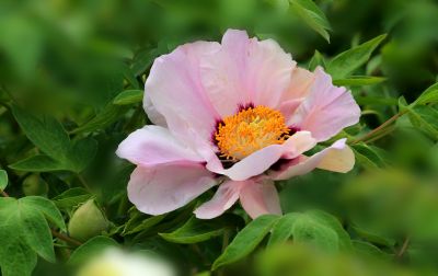 花卉