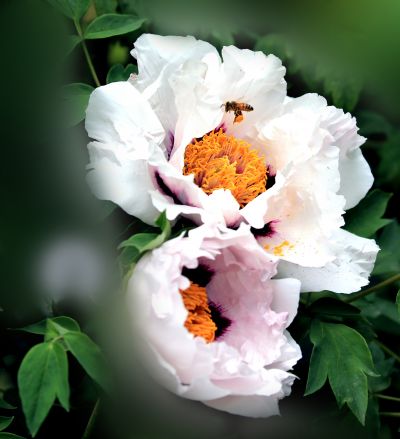 花卉