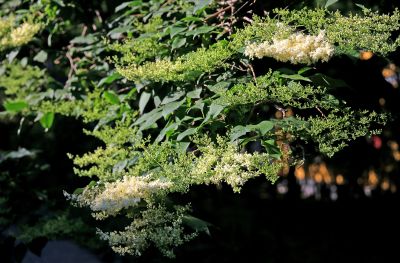 花卉