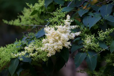 花卉