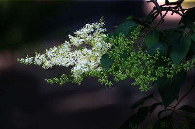 花卉
