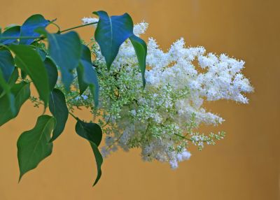 花卉