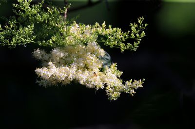 花卉
