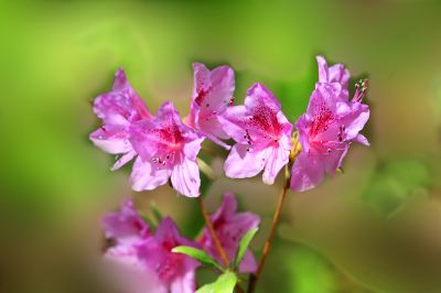花卉