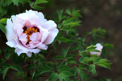 花卉