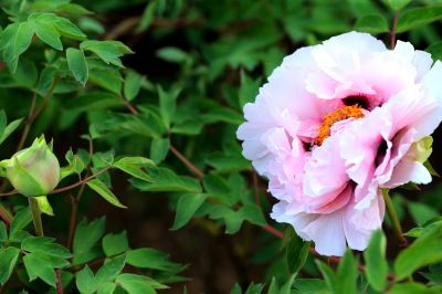 花卉