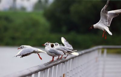鸟类