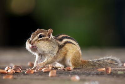 动物、昆虫、花、鸟