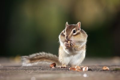 动物、昆虫、花、鸟
