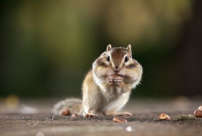 动物、昆虫、花、鸟