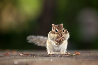 动物、昆虫、花、鸟