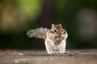 动物、昆虫、花、鸟