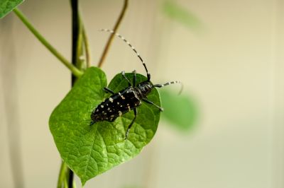 动物、昆虫、花、鸟