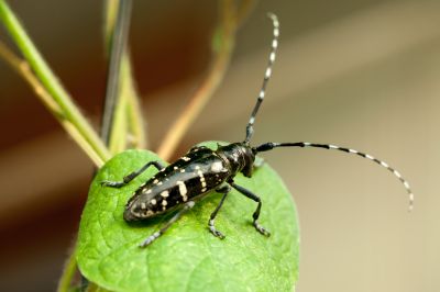 动物、昆虫、花、鸟