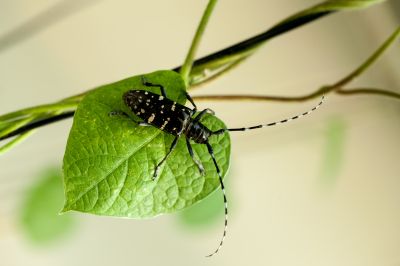 动物、昆虫、花、鸟