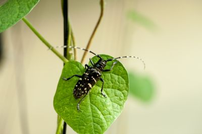动物、昆虫、花、鸟
