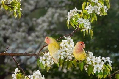 动物、昆虫、花、鸟
