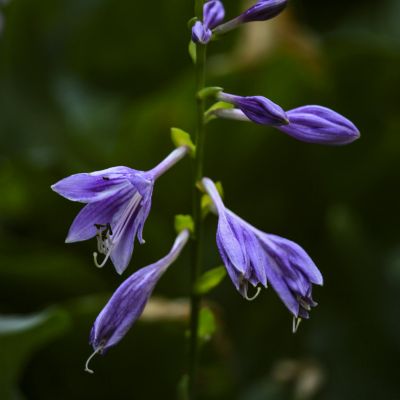紫玉赞