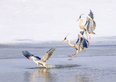 鸟类