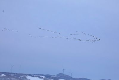 木兰