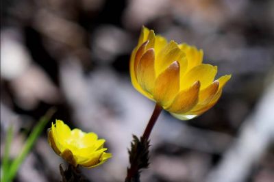 木兰