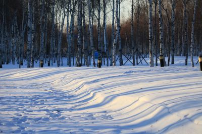 白雪与白桦林