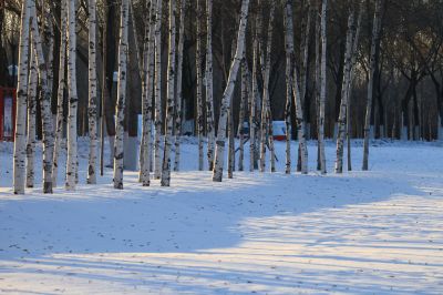 白雪与白桦林