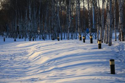 白雪与白桦林