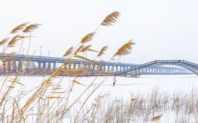 冬天的外滩湿地