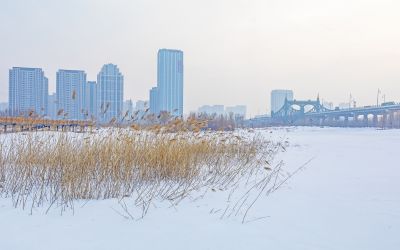 冬天的外滩湿地