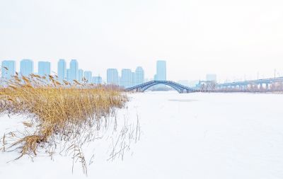 冬天的外滩湿地