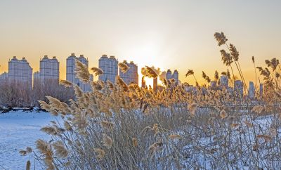 外滩湿地冬景