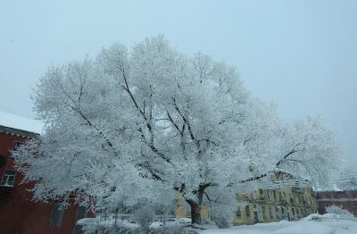 玉树琼花雾凇